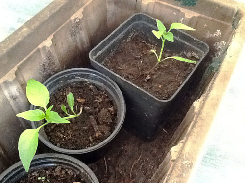 sehr junge Chilipflanzen
